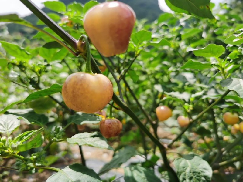 五彩椒基地直发大量批发供货
