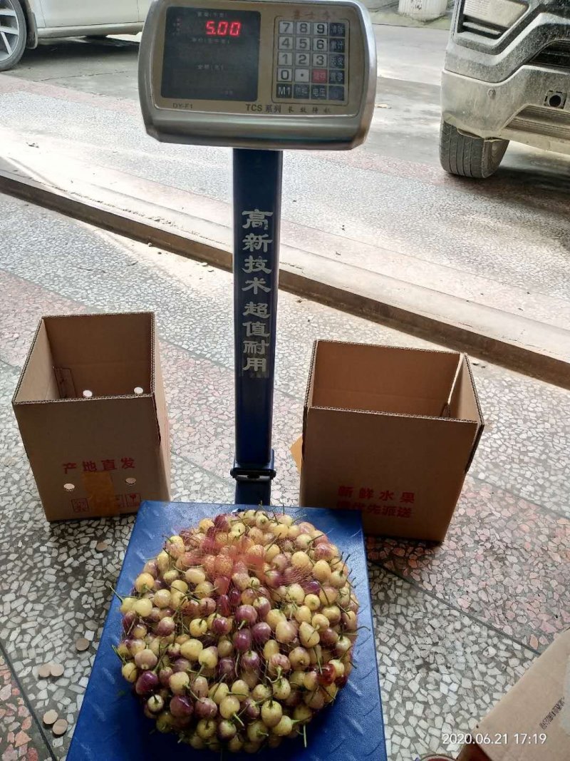 五彩椒基地直发大量批发供货
