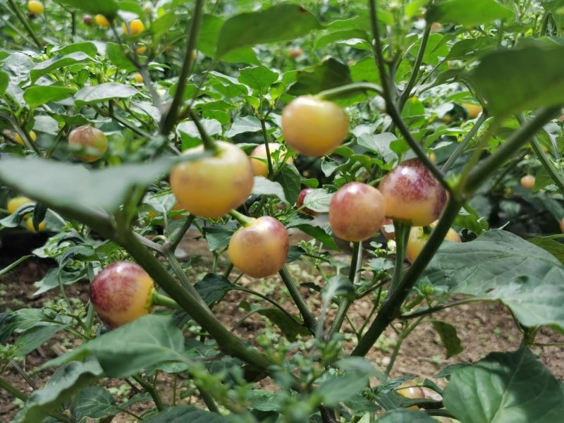 五彩椒基地直发大量批发供货