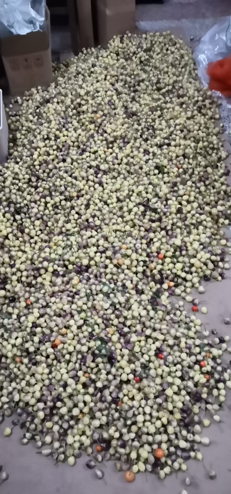 五彩椒基地直发大量批发供货