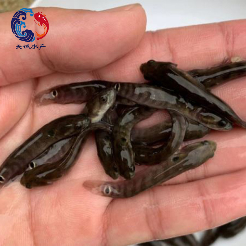 广东优质七星鱼苗山斑鱼苗月鳢鱼苗花星鱼苗质量保证