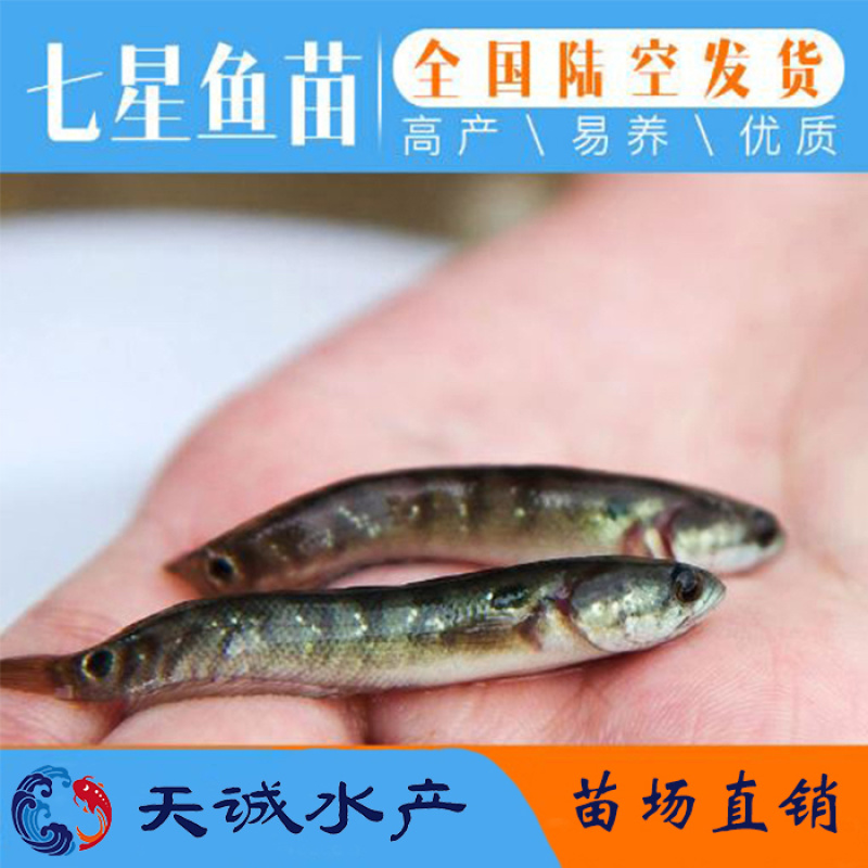 广东优质七星鱼苗山斑鱼苗月鳢鱼苗花星鱼苗质量保证
