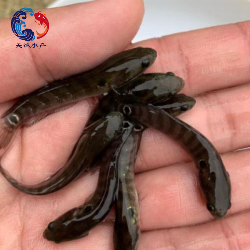 广东优质七星鱼苗山斑鱼苗月鳢鱼苗花星鱼苗质量保证