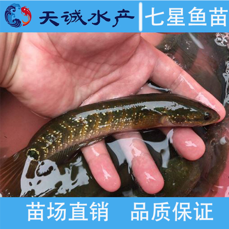 广东优质七星鱼苗山斑鱼苗月鳢鱼苗花星鱼苗质量保证