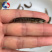 广东优质七星鱼苗山斑鱼苗月鳢鱼苗花星鱼苗质量保证