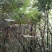 龙骨风本地老山林野生十几年以上