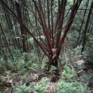 龙骨风本地老山林野生十几年以上