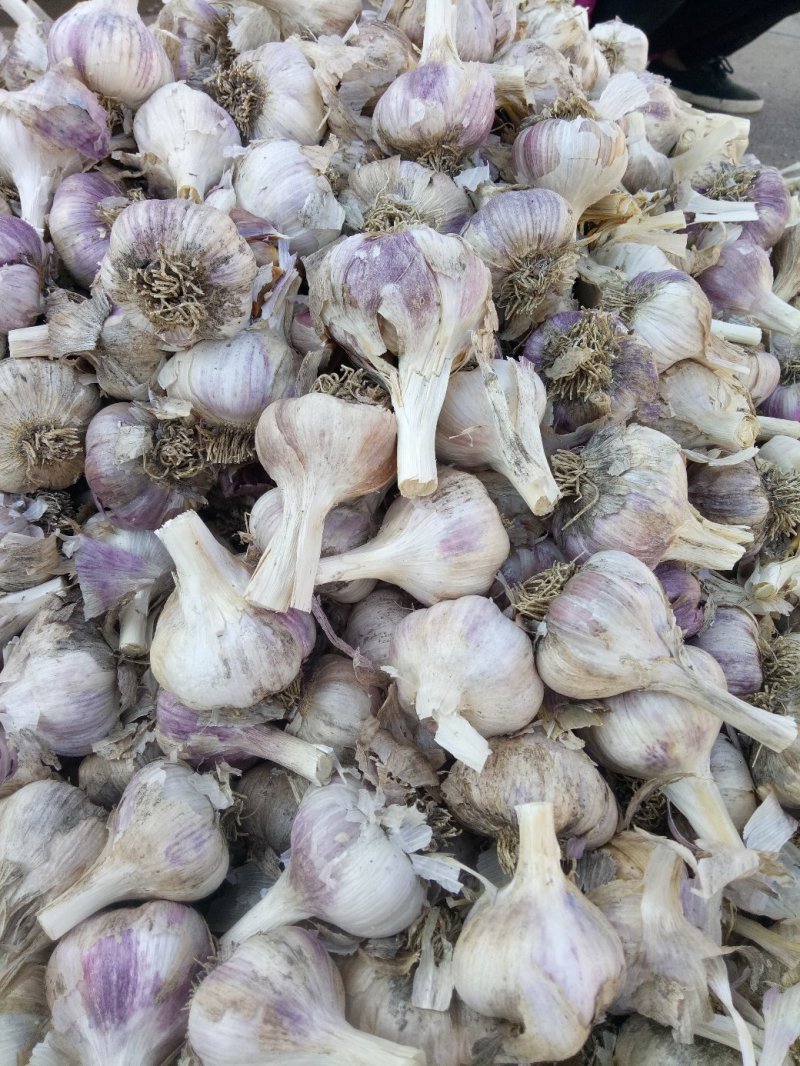 云南大理中小红蒜价格便宜质量保证可做种蒜！蒜米蒜片蒜油枓