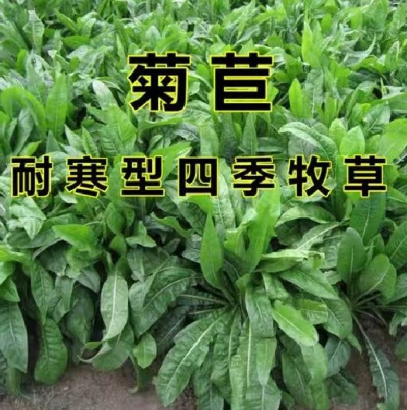 进口大叶菊苣种籽多年生四季牧草子养殖耐寒猪牛羊兔鸡鸭鹅鱼