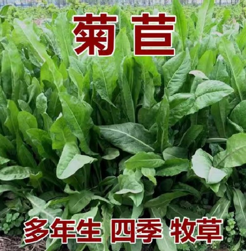 进口大叶菊苣种籽多年生四季牧草子养殖耐寒猪牛羊兔鸡鸭鹅鱼