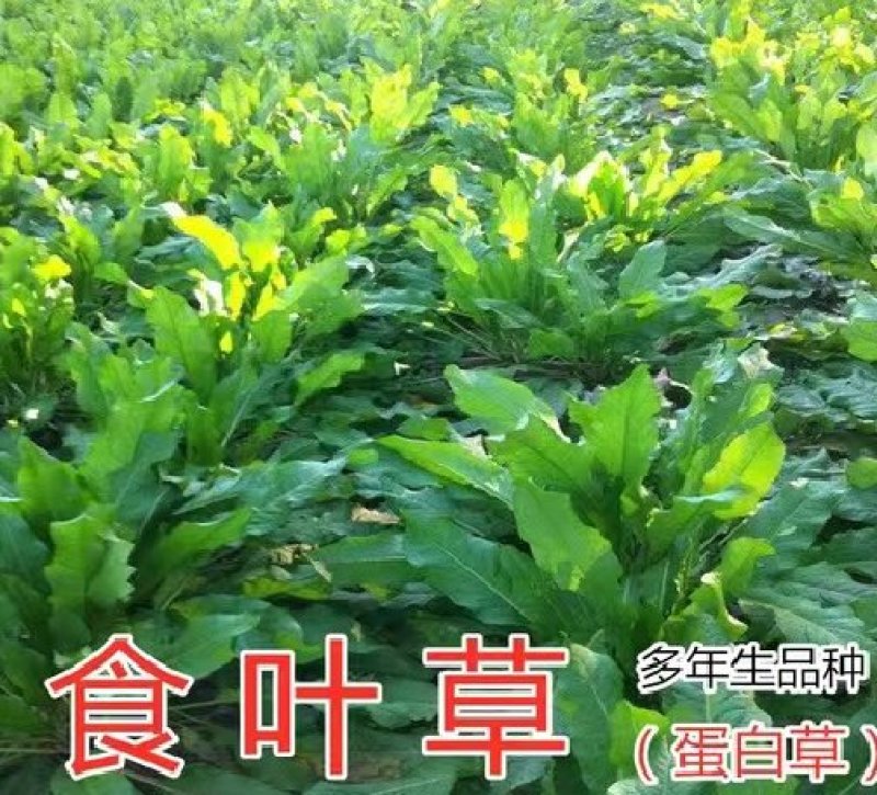 进口大叶菊苣种籽多年生四季牧草子养殖耐寒猪牛羊兔鸡鸭鹅鱼