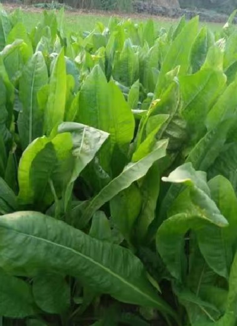 进口大叶菊苣种籽多年生四季牧草子养殖耐寒猪牛羊兔鸡鸭鹅鱼