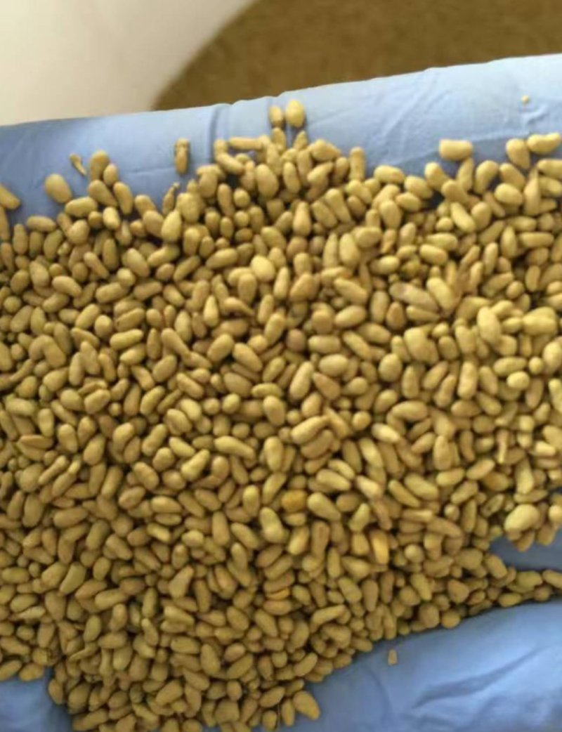 进口大叶菊苣种籽多年生四季牧草子养殖耐寒猪牛羊兔鸡鸭鹅鱼