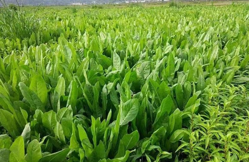进口大叶菊苣种籽多年生四季牧草子养殖耐寒猪牛羊兔鸡鸭鹅鱼