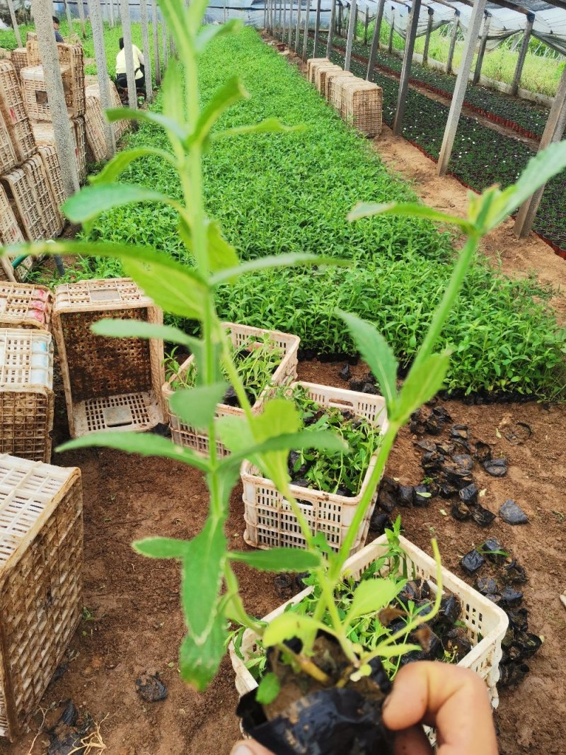 马鞭草山东青州种植基地品种多规格全欢迎选购