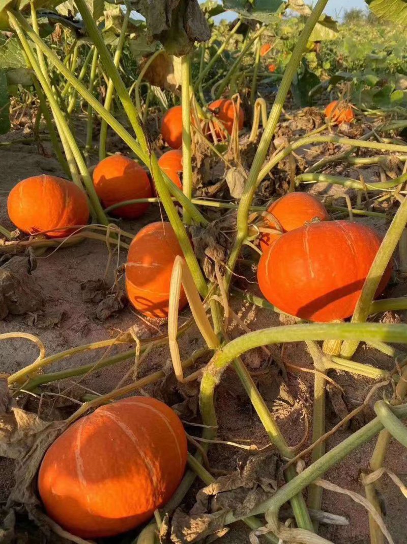 南瓜4~5斤以上扁圆形