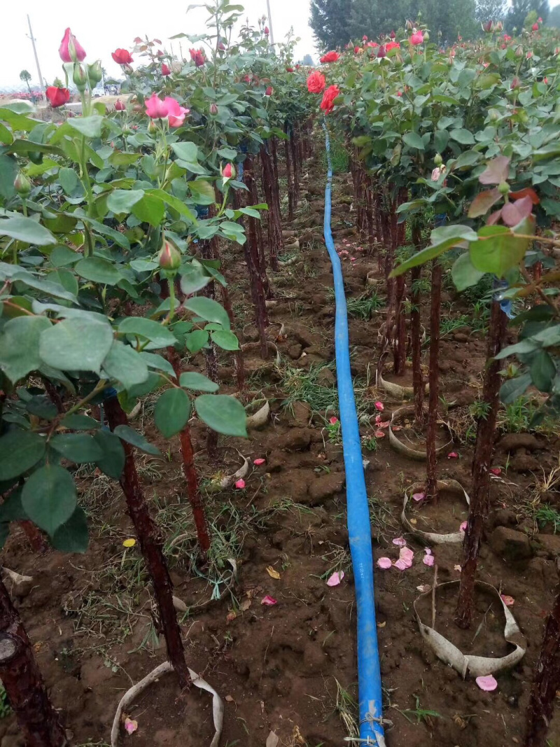 树桩月季自家苗圃基地一手货源质量保证价格美丽