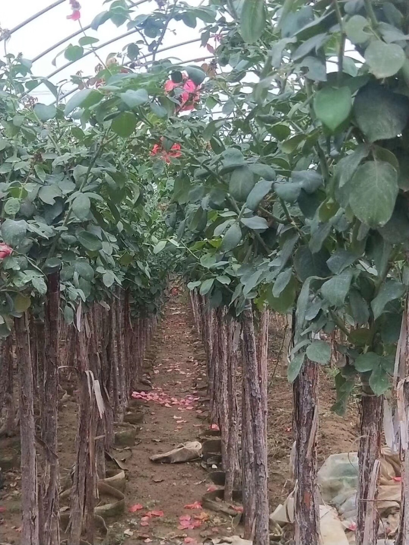 树桩月季自家苗圃基地一手货源质量保证价格美丽