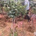 树桩月季自家苗圃基地一手货源质量保证价格美丽