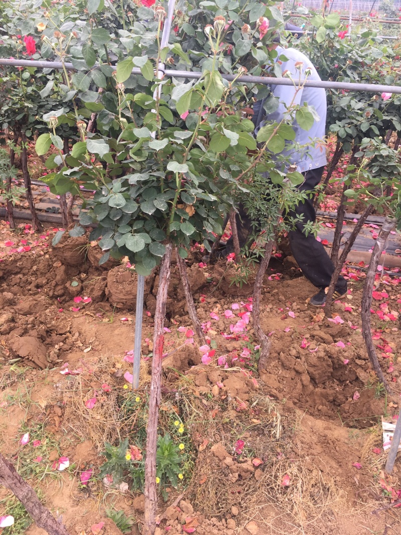 树桩月季自家苗圃基地一手货源质量保证价格美丽
