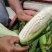 甜玉米糯玉米玉米棒味道甜香