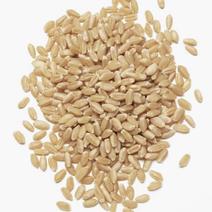 玉米小麦面粉麸皮秸秆