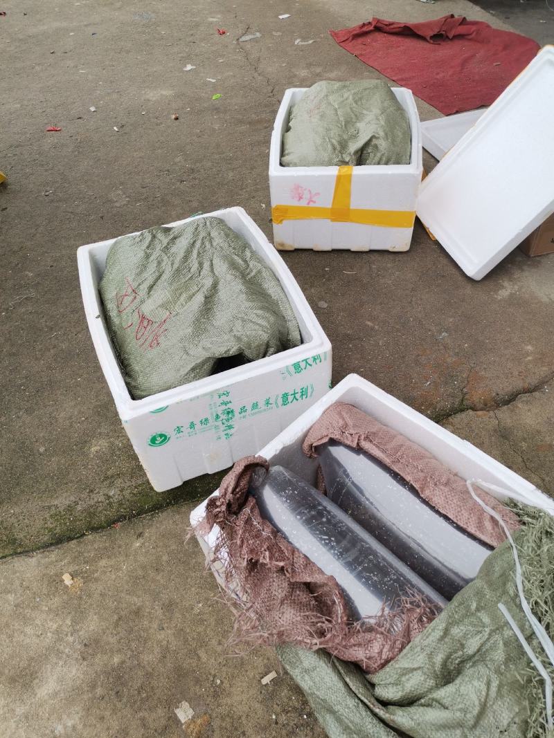 批发零售鲶鱼苗，大口鲶鱼苗鱼苗质量好，可场地看货