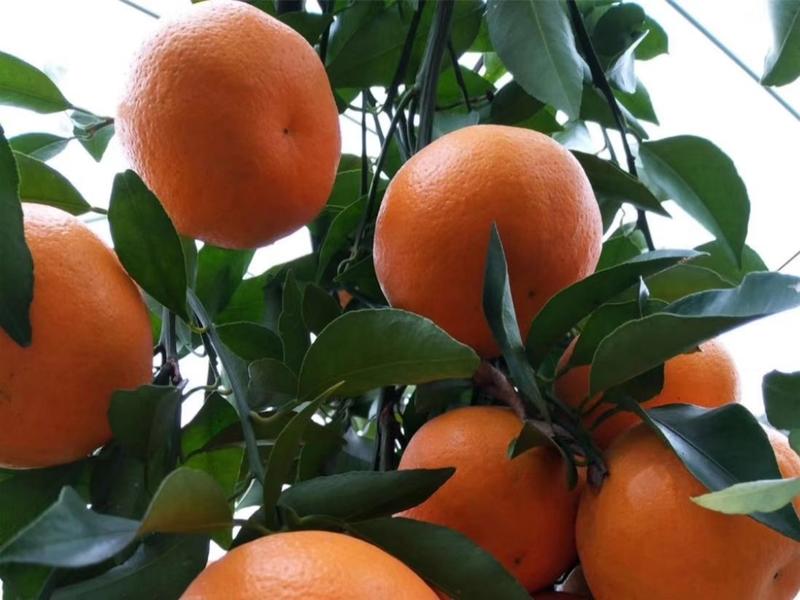柑橘苗，明日见柑橘苗，晚熟柑橘新品种，基地培育，结果快