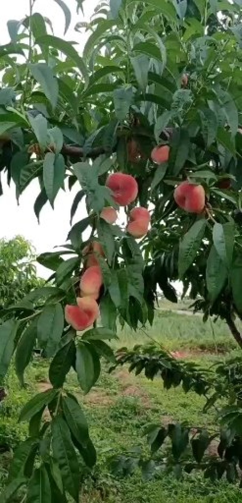 北京京谷农荟果品蔬菜专业合作社可常年供应各种高中低档精品