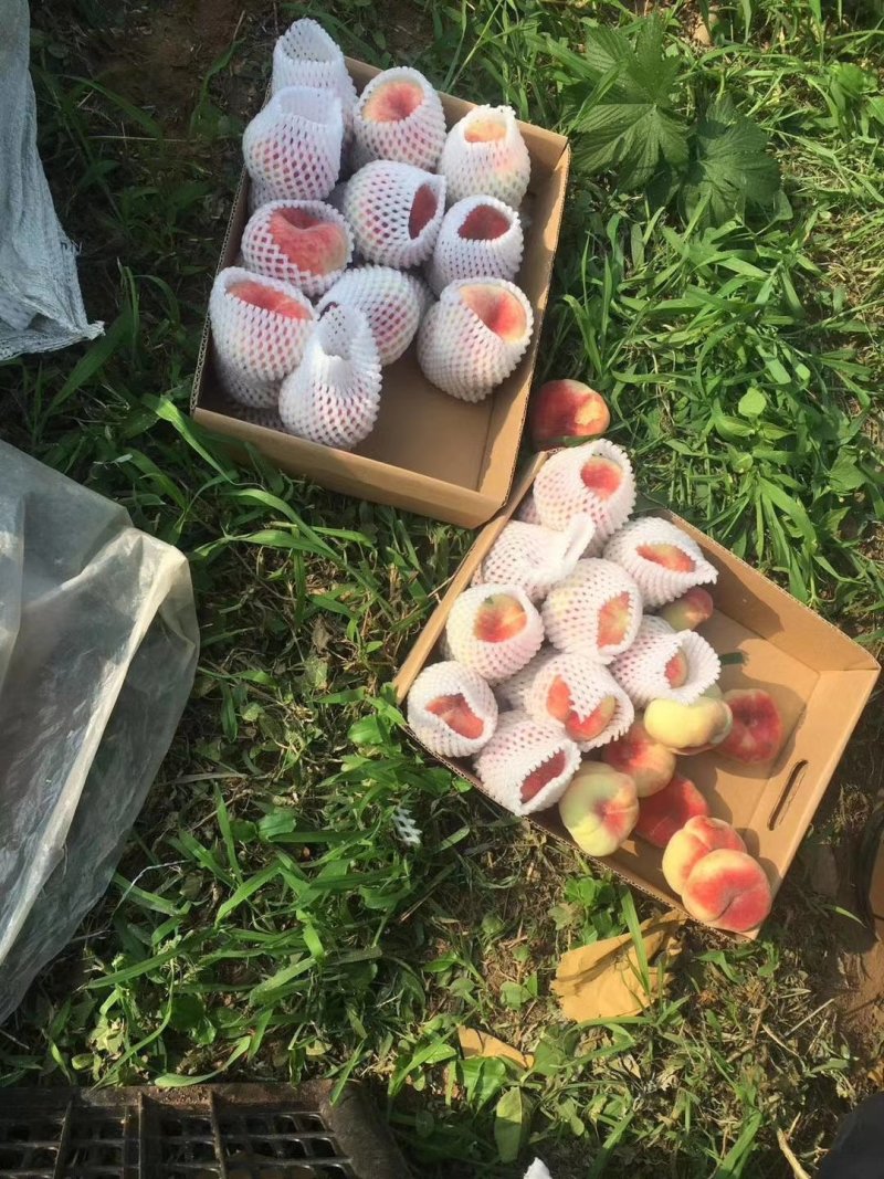 北京京谷农荟果品蔬菜专业合作社可常年供应各种高中低档精品