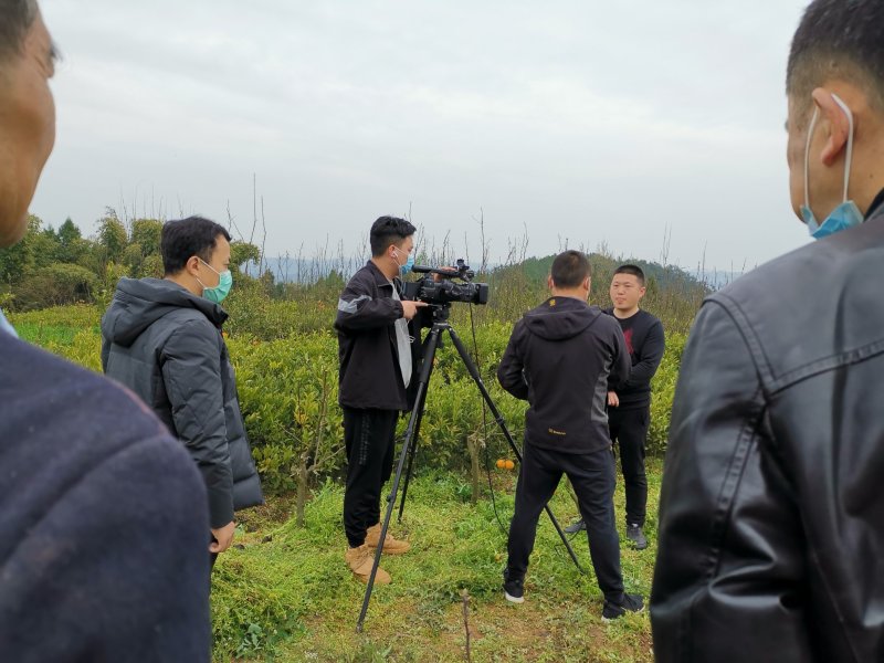 明日见柑橘苗，晚熟柑橘新品种，基地培育，结果快