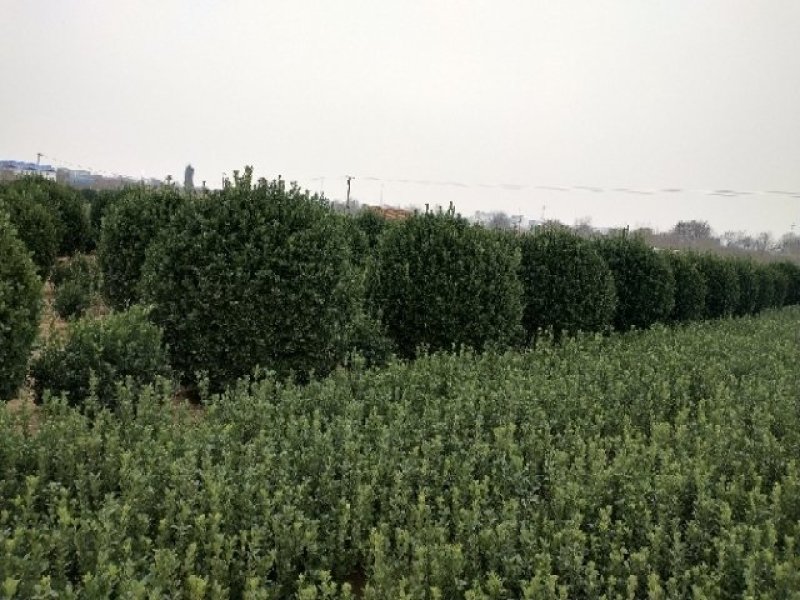 大叶黄杨各种规格常年供应规范管理诚信经营