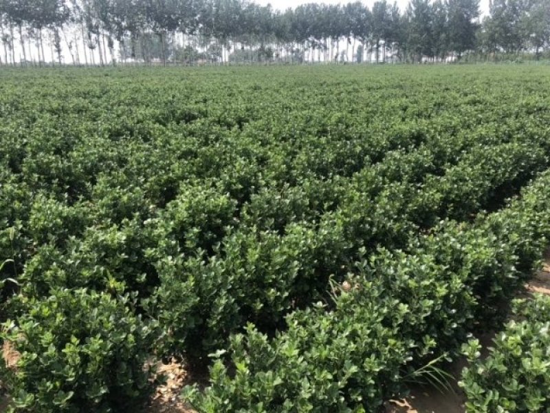 大叶黄杨各种规格常年供应规范管理诚信经营