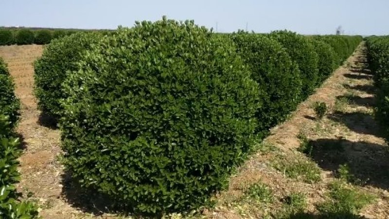 大叶黄杨各种规格常年供应规范管理诚信经营