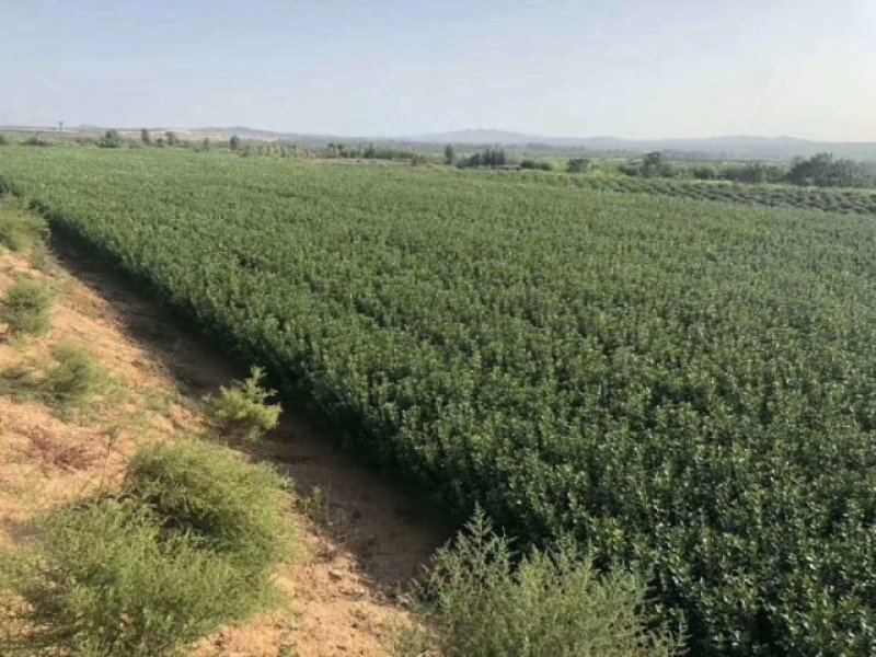 大叶黄杨各种规格常年供应规范管理诚信经营