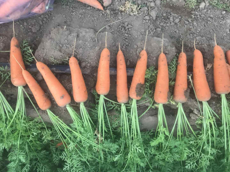 新鲜胡萝卜红萝卜应季蔬菜现挖现发特价整车批发一手货源