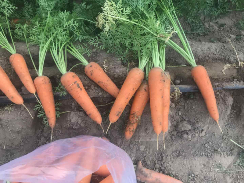 新鲜胡萝卜红萝卜应季蔬菜现挖现发特价整车批发一手货源