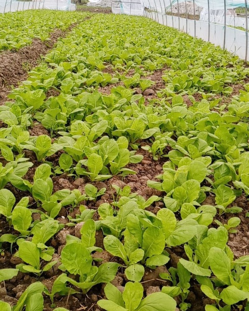 金平鸡毛菜油麦菜