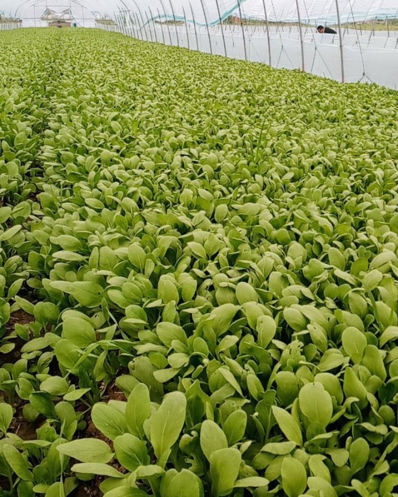 金平鸡毛菜油麦菜