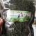 老御头六年根长白山人参花500g参农直批的泡茶煲汤都可