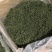 老御头六年根长白山人参花500g参农直批的泡茶煲汤都可