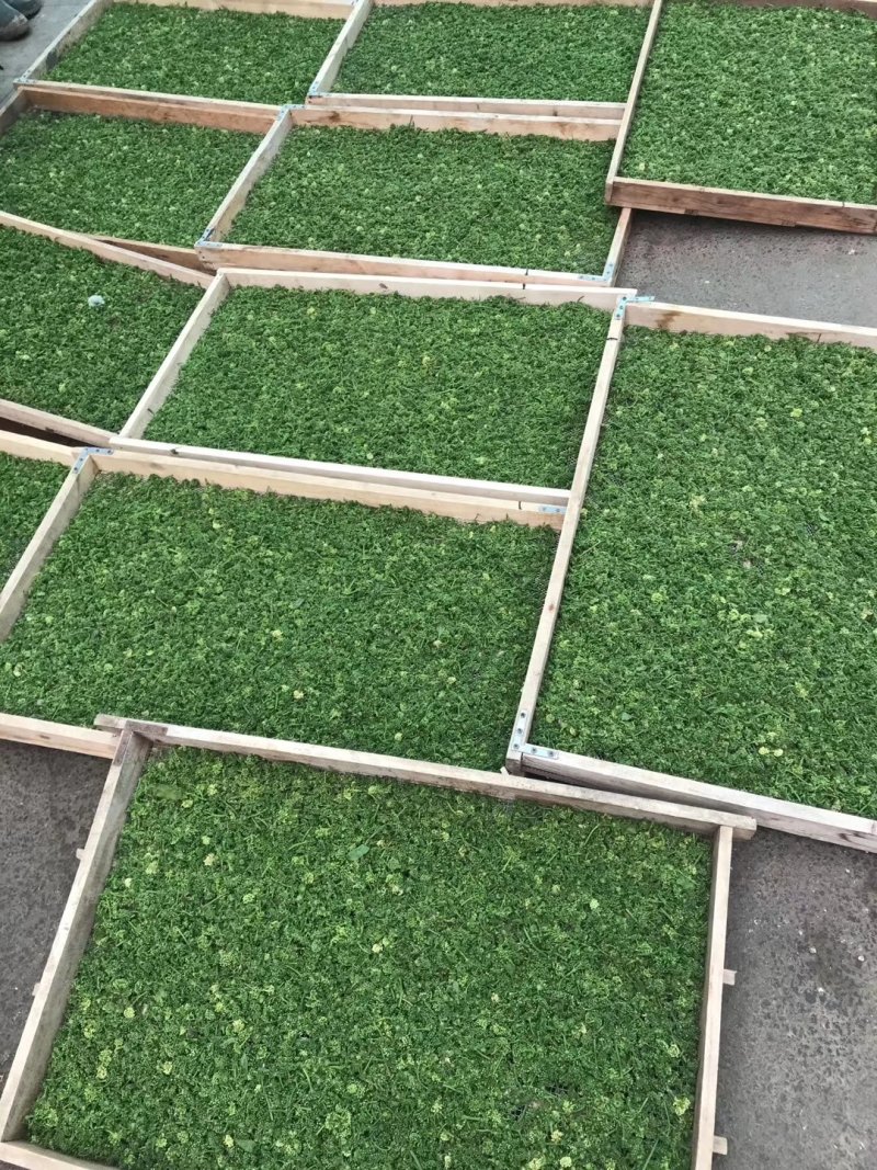 老御头六年根长白山人参花500g参农直批的泡茶煲汤都可