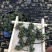老御头六年根长白山人参花500g参农直批的泡茶煲汤都可