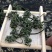 老御头六年根长白山人参花500g参农直批的泡茶煲汤都可