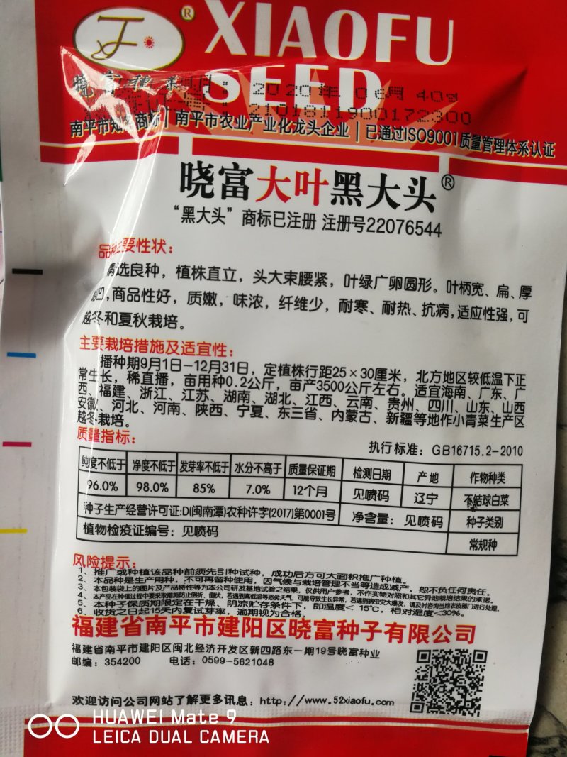 大叶黑大头青菜精选良种植株直立头大束腰紧叶柄宽扁厚耐寒热