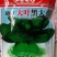 大叶黑大头青菜精选良种植株直立头大束腰紧叶柄宽扁厚耐寒热
