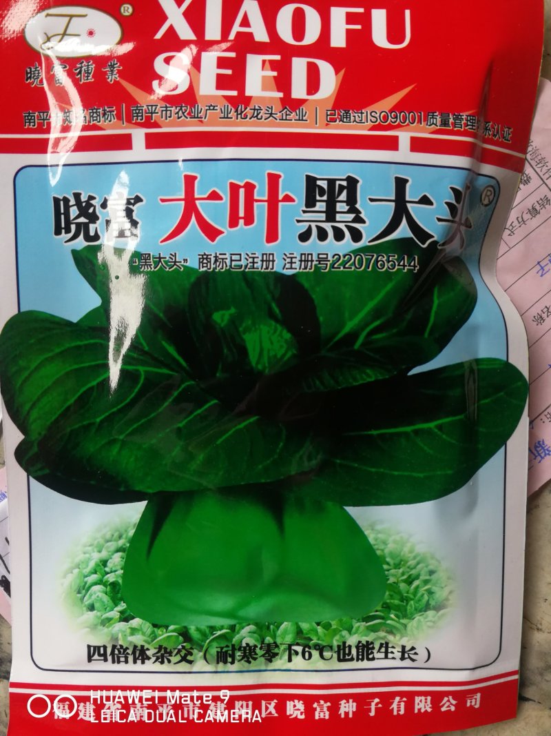 大叶黑大头青菜精选良种植株直立头大束腰紧叶柄宽扁厚耐寒热