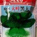 大叶黑大头青菜精选良种植株直立头大束腰紧叶柄宽扁厚耐寒热