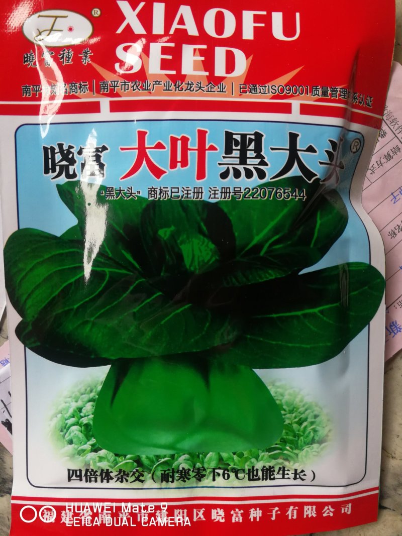 大叶黑大头青菜精选良种植株直立头大束腰紧叶柄宽扁厚耐寒热