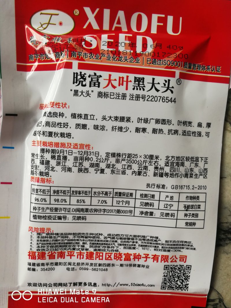 大叶黑大头青菜精选良种植株直立头大束腰紧叶柄宽扁厚耐寒热